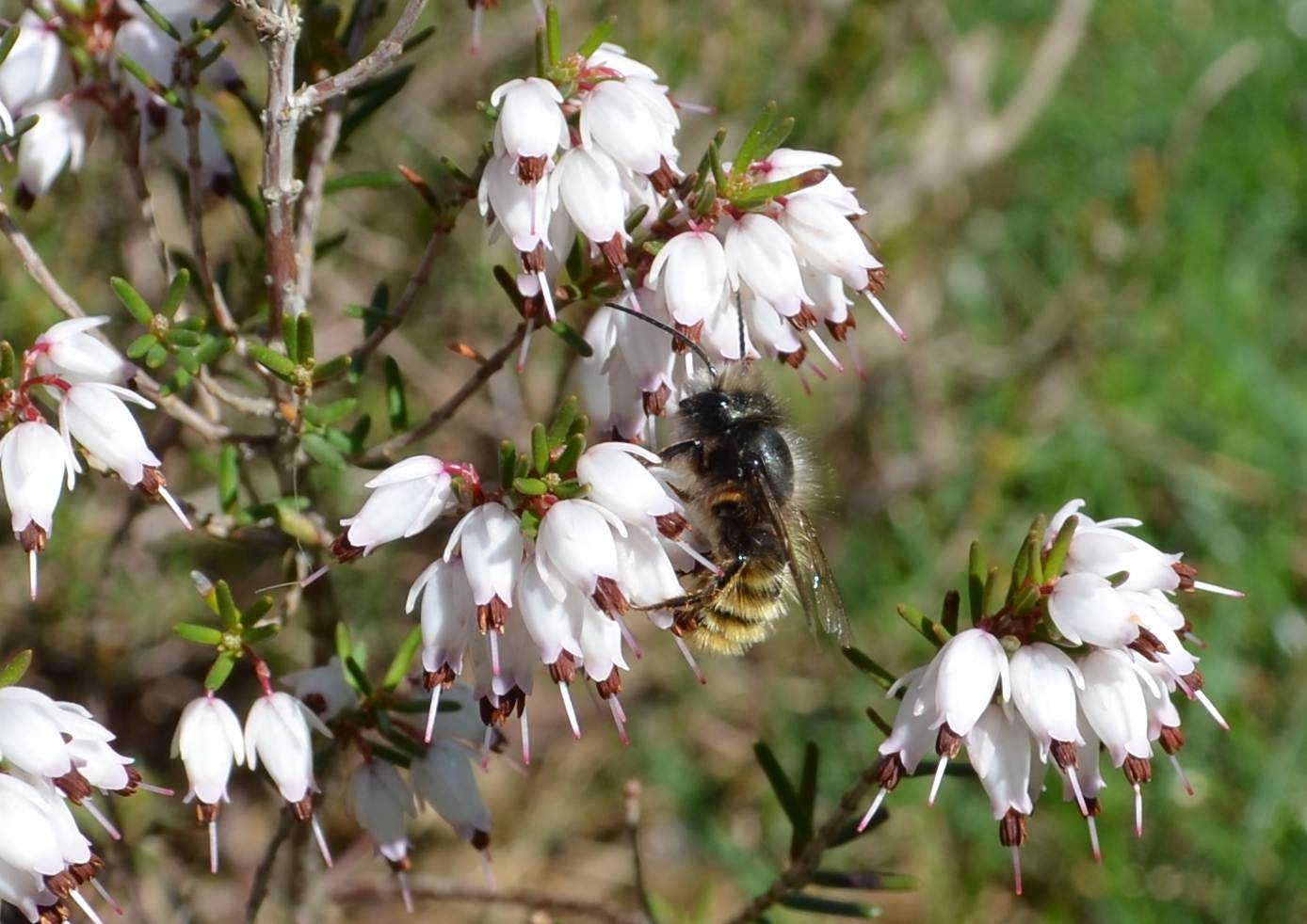 Osmia cfr cornuta (Apidae Megachilinae) su erica